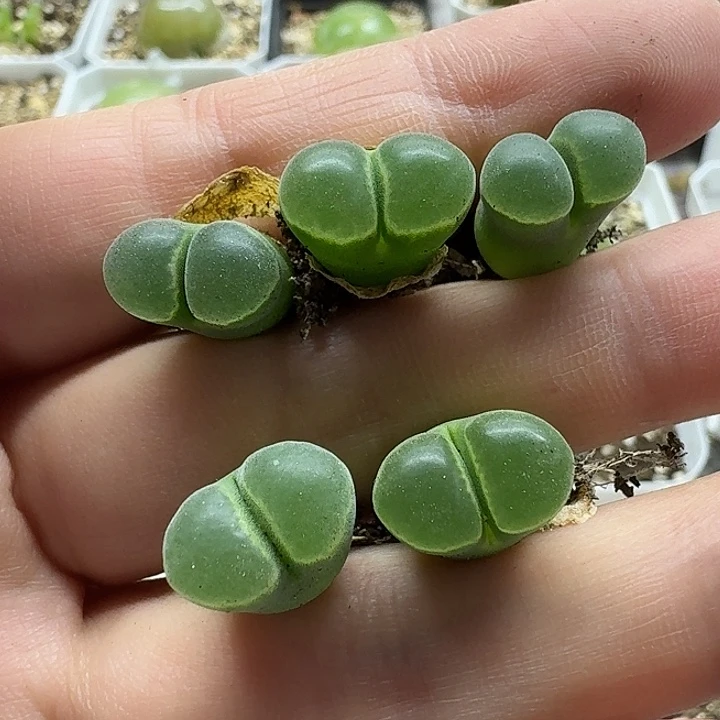 老马生石花极窗风铃1648