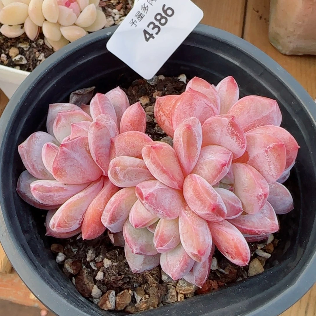 星影无砍，4386多肉植物