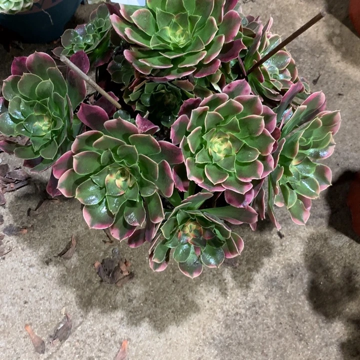 1048香妃多肉植物特价