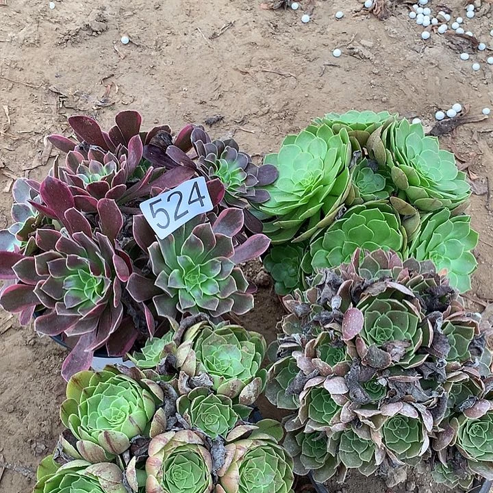 无花朵524四颗多肉植物组合