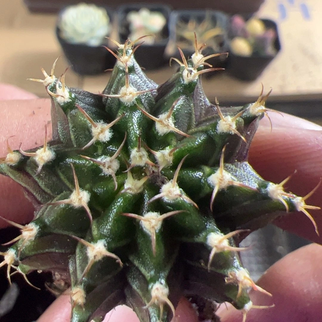 当前无花栽培后可以开花132