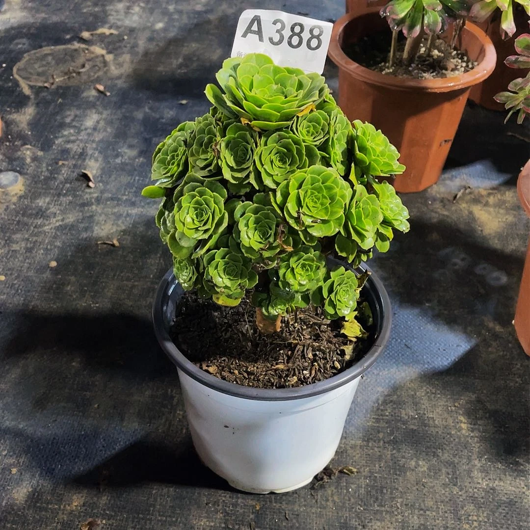 ?***?绿玫瑰388福利拖土