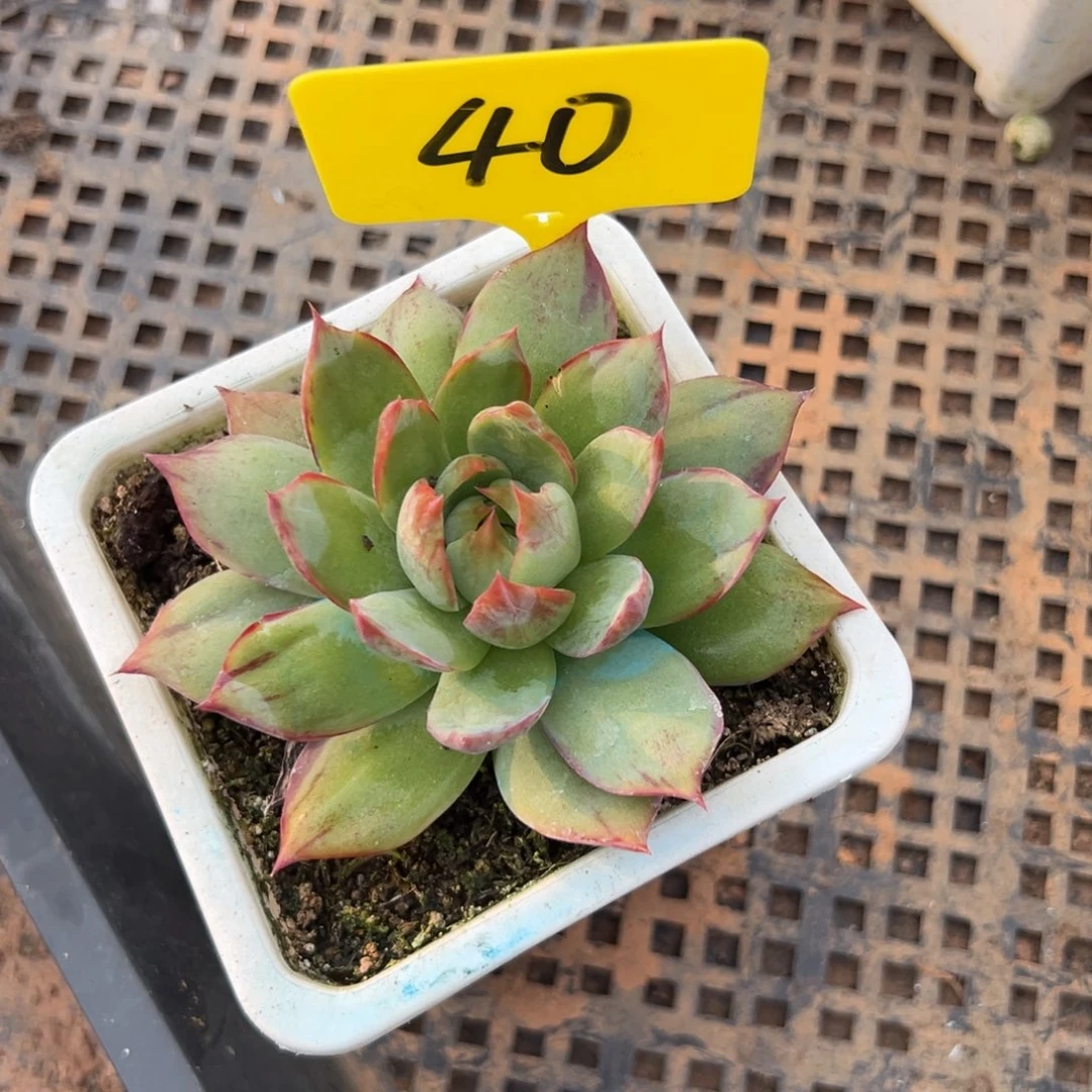 惊鸿仙子多肉植物（不包整）