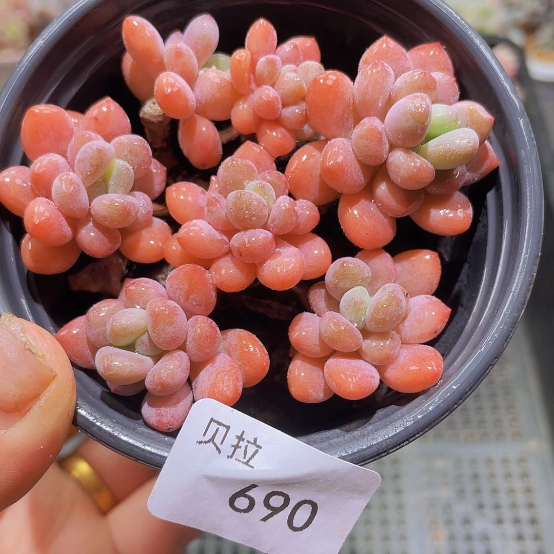 690 精品多肉一物一拍