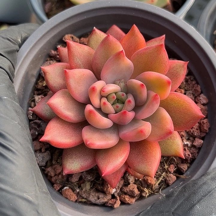 红酒东云锦多肉植物