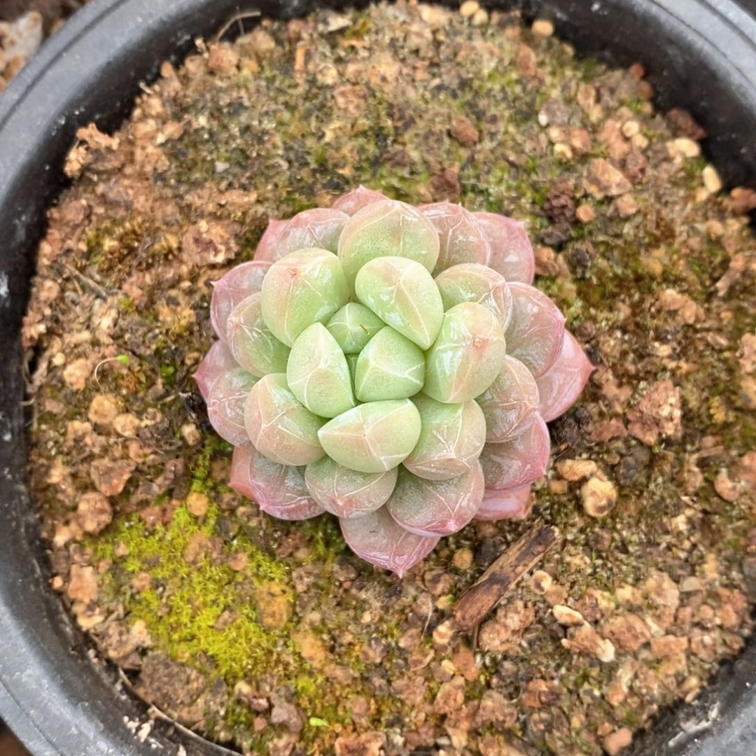 精品多肉一物一拍不包整35