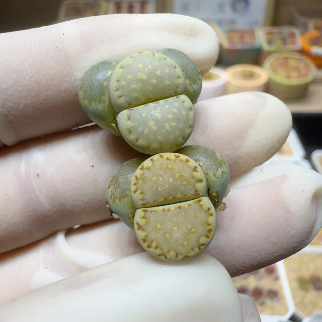 咔**子0304-09生石花花花花