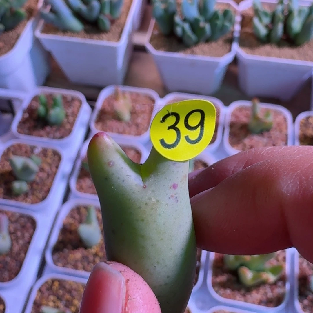 ?****?39......多肉.............