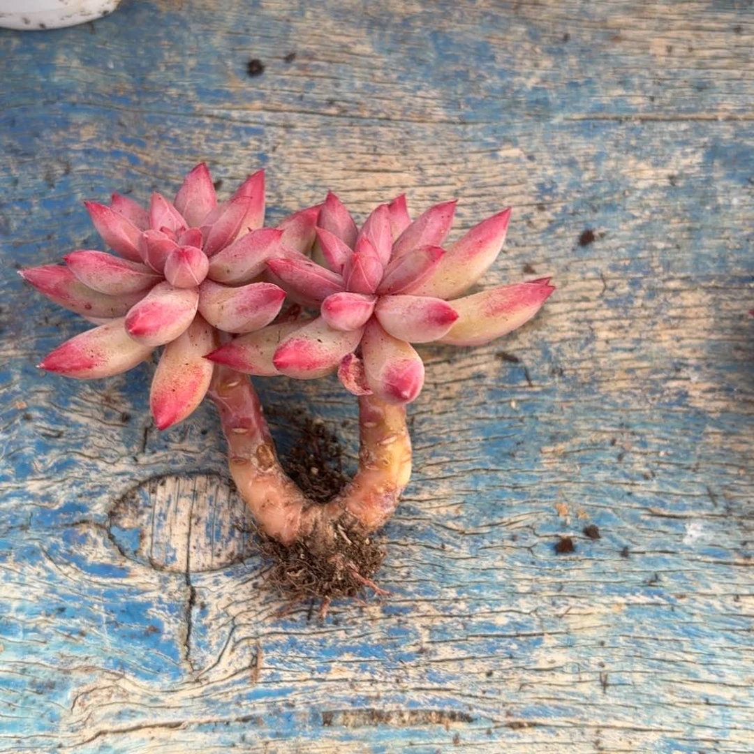 影**源静水肉肉肉肉肉肉肉肉