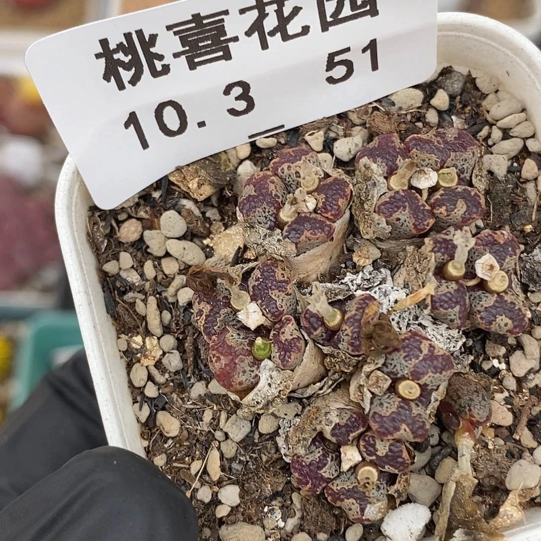 1003-51-超蝶福利。