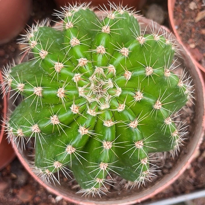 5号实生彩草小螺旋