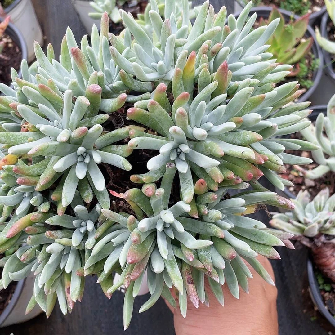 仙女杯老桩损失4535