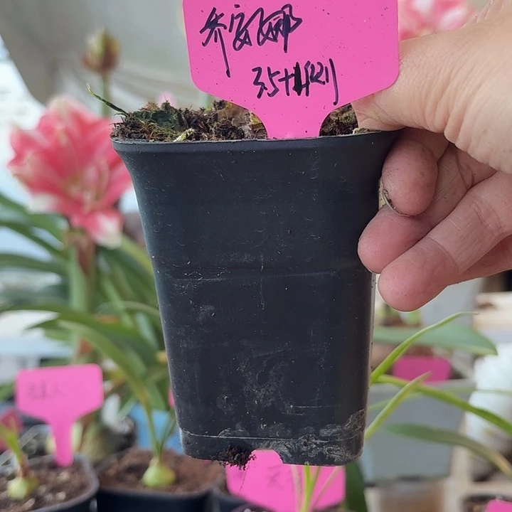 无花朵乔安娜朱顶红直径3.5加1侧
