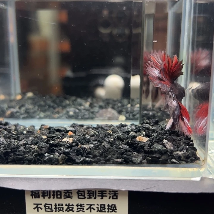 斗鱼竞拍跑单拉黑5日73