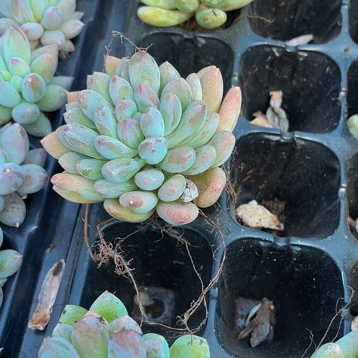 大灯美人1.5带土发