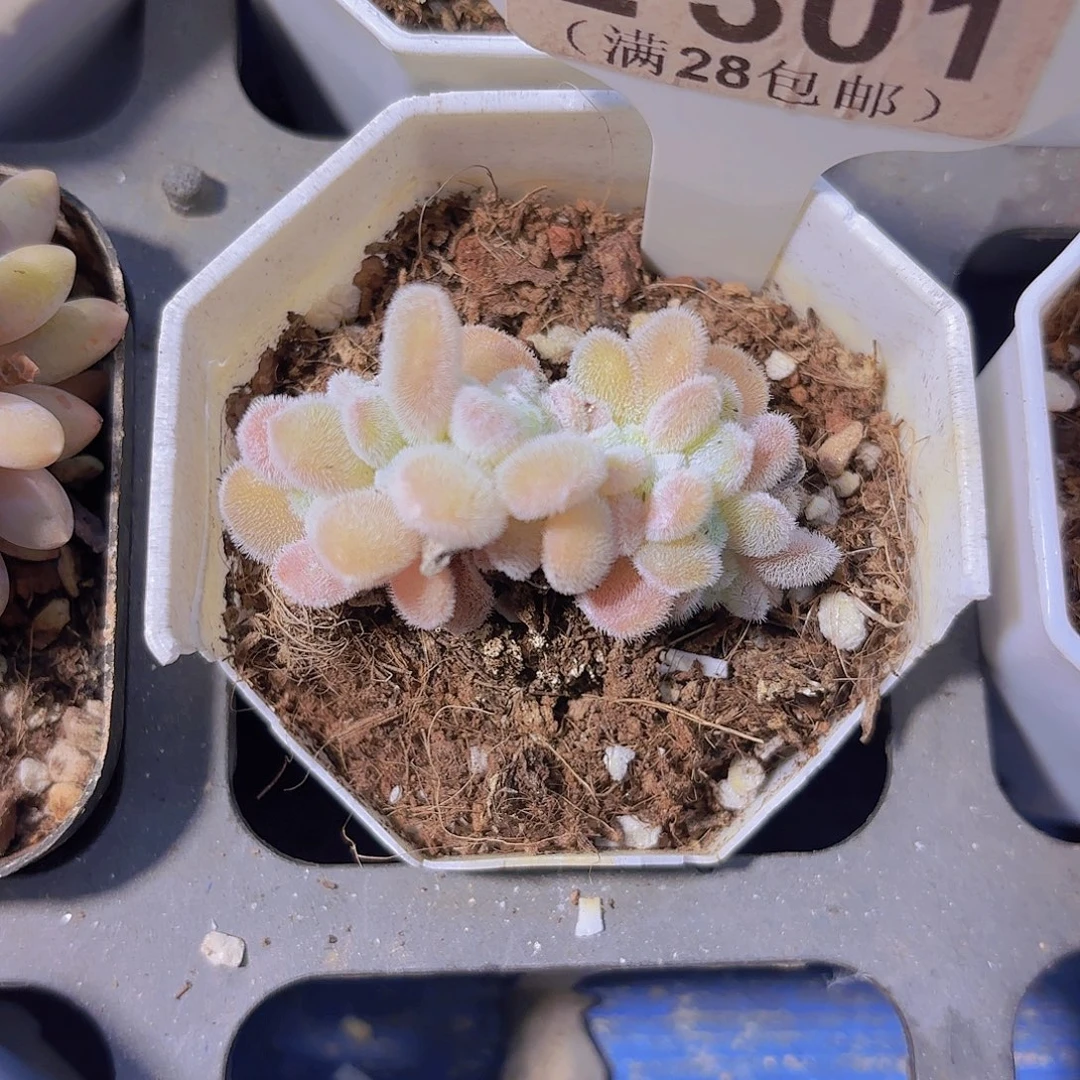 E301雪晃星一物一拍