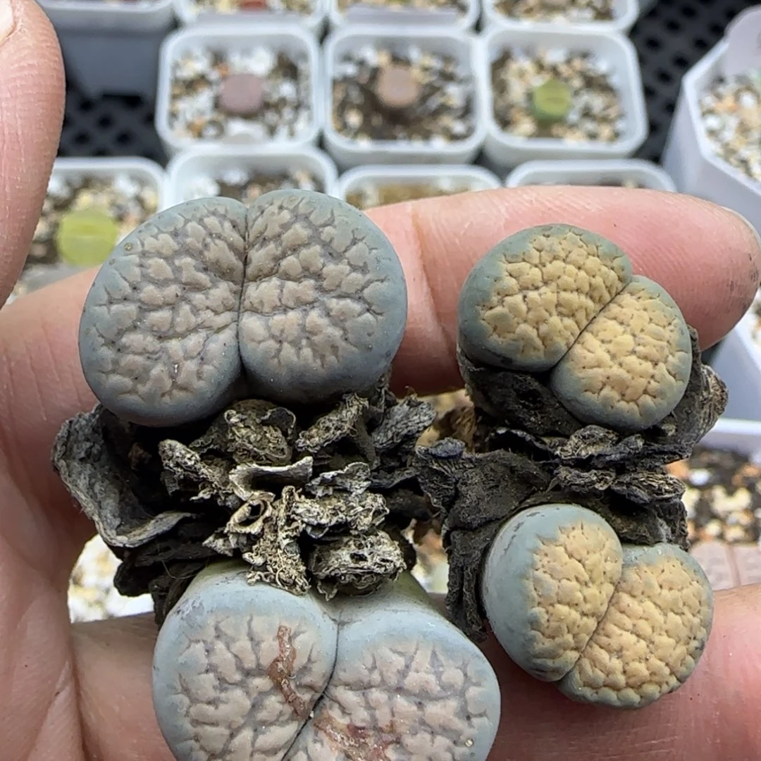 547 清框福利30包邮