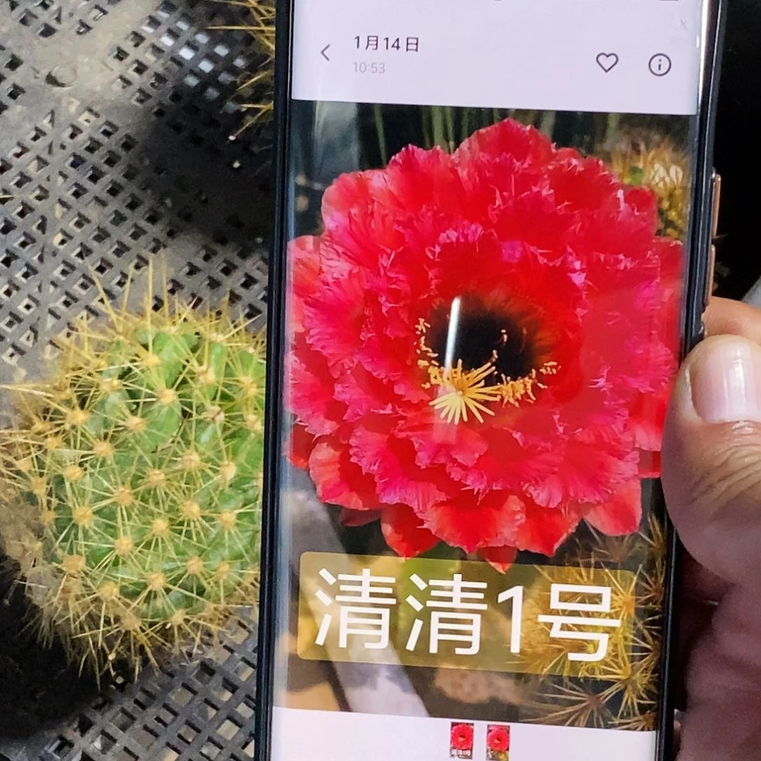 毛 清清一号侧芽歪20包邮/5公分