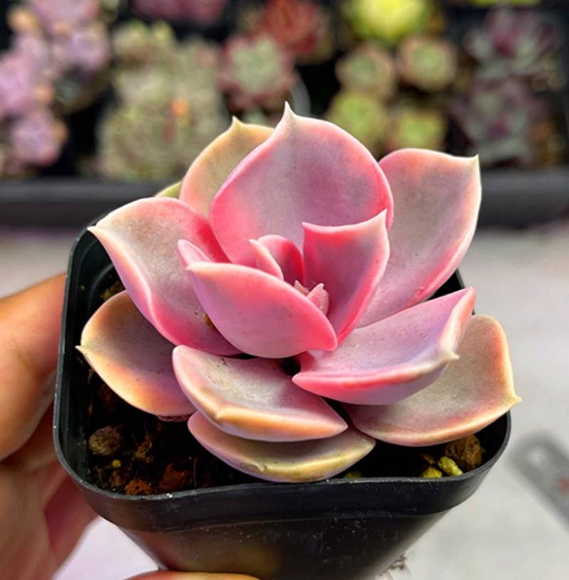 （满9.9元包邮）带盆彩虹多肉植物4厘米左右