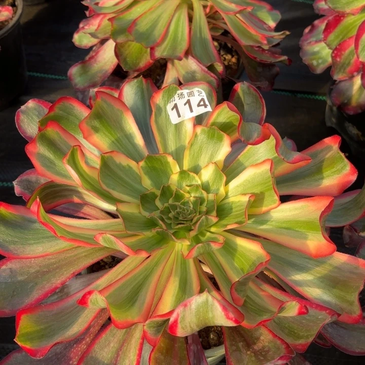 无花朵114多肉法师发货