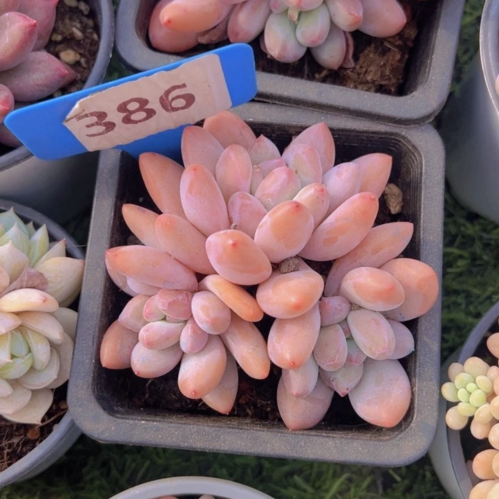 健健康康平平安安