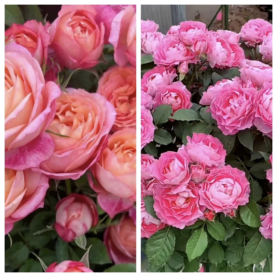 【海神王+大花美人】月季庭院花园阳台地栽室内外均可栽