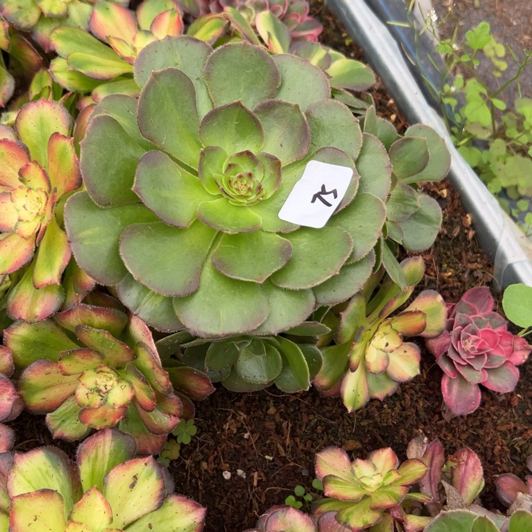 75龙鳞dunrouzhiwuxiyi