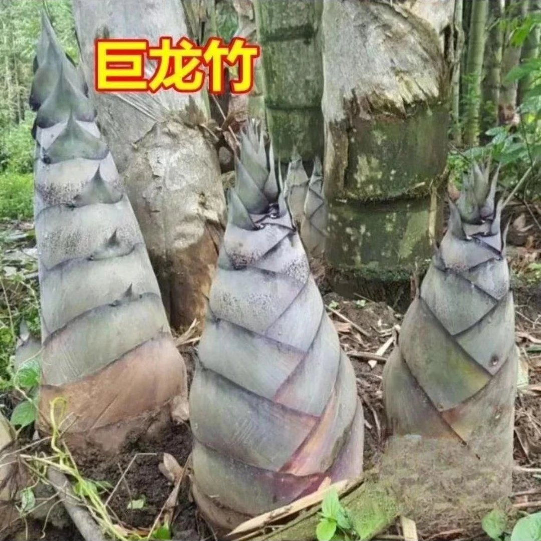 大型巨龙竹楠竹种子食用竹笋种子四季庭院室外种植巨龙竹竹子种子