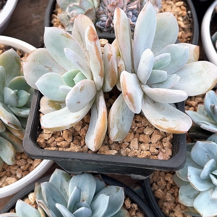 双头奶茶13号码牌子