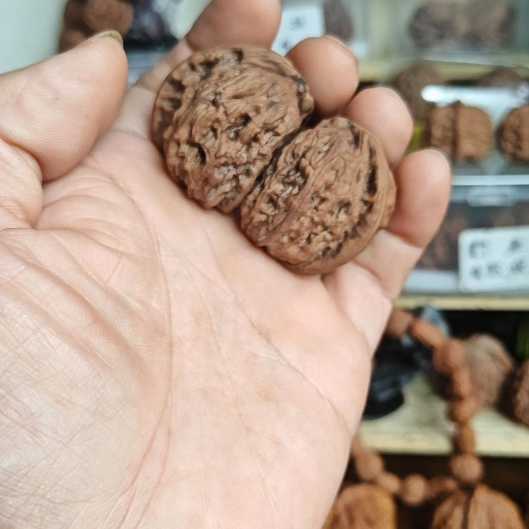 白狮子半壁尖上带黄，介意勿拍