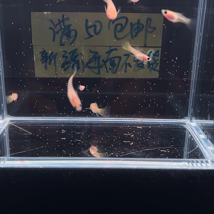 孔雀鱼黄金玻璃猫