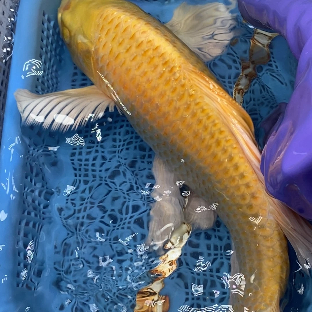 锦鲤冷水锦鲤包邮