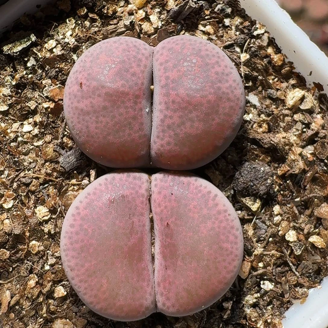 生石花等111111111。   208