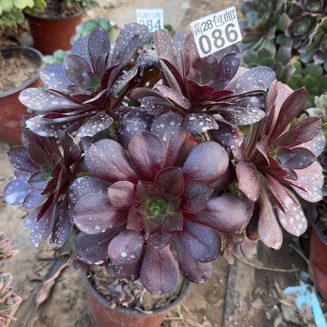 巫毒多肉086满28包邮断枝不包