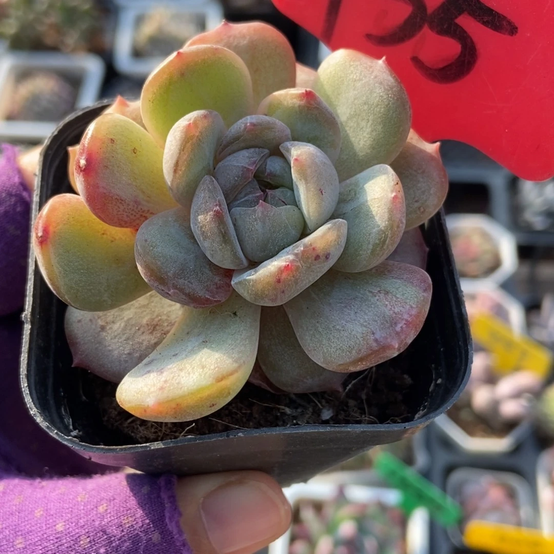 135红恋石化多肉植物
