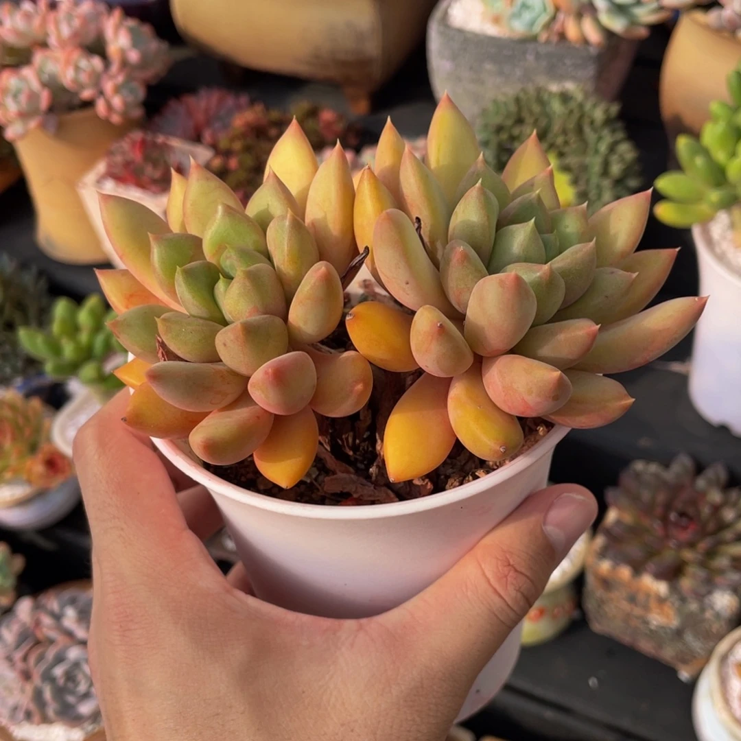 双头老桩红象牙多肉植物盆栽