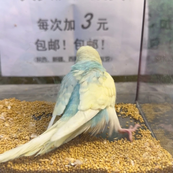 虎皮鹦鹉大头虎皮鹦鹉