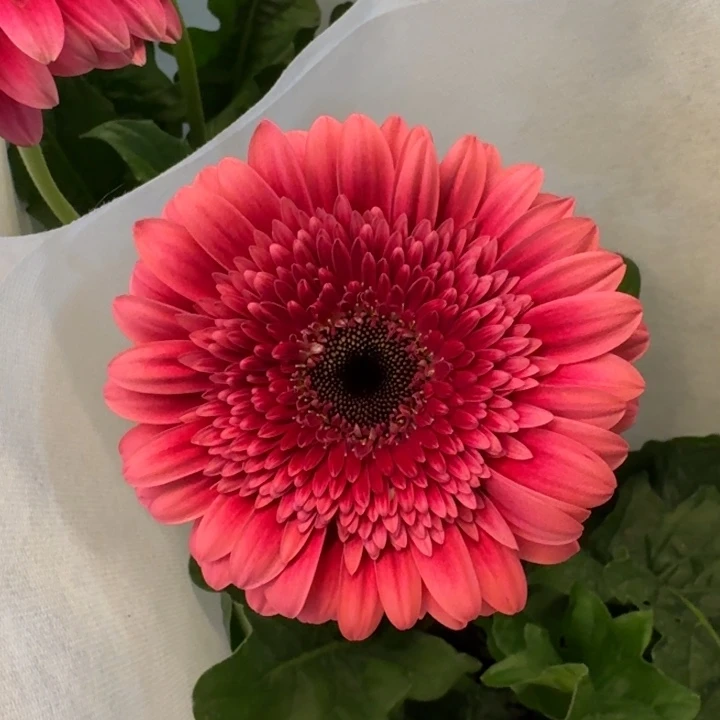 一加仑软盆非洲菊/土耳其