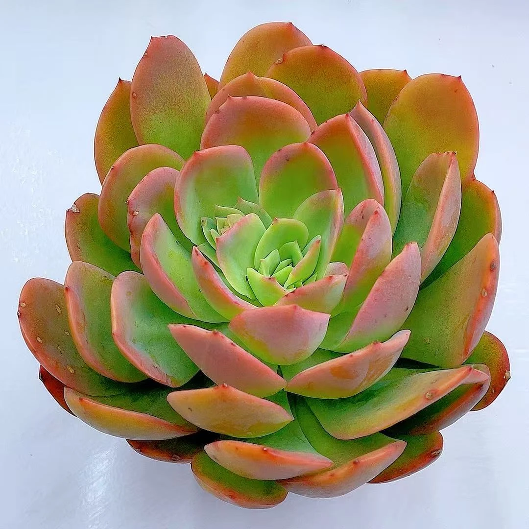 大单头绮罗【脱土发】两单包邮云南多肉多肉植物鹦鹉