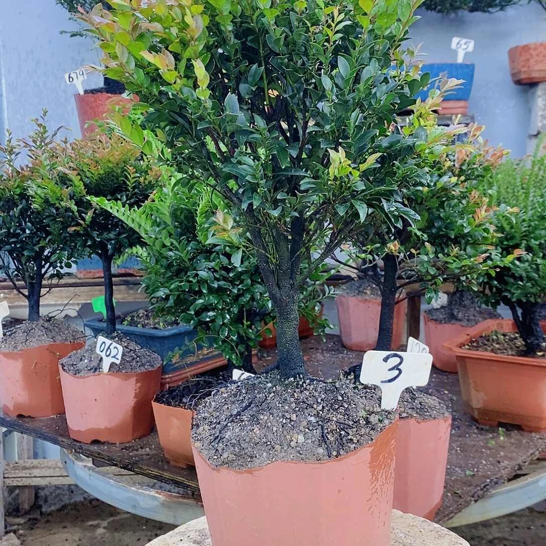 完全开放小叶紫檀