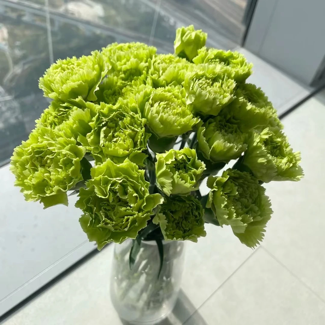 绿色单头康乃馨 生花苞要养开【两单顺丰冷链或京东快递】