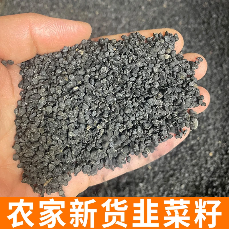 韭菜籽 半斤装 农家新货 精心挑选干净无杂