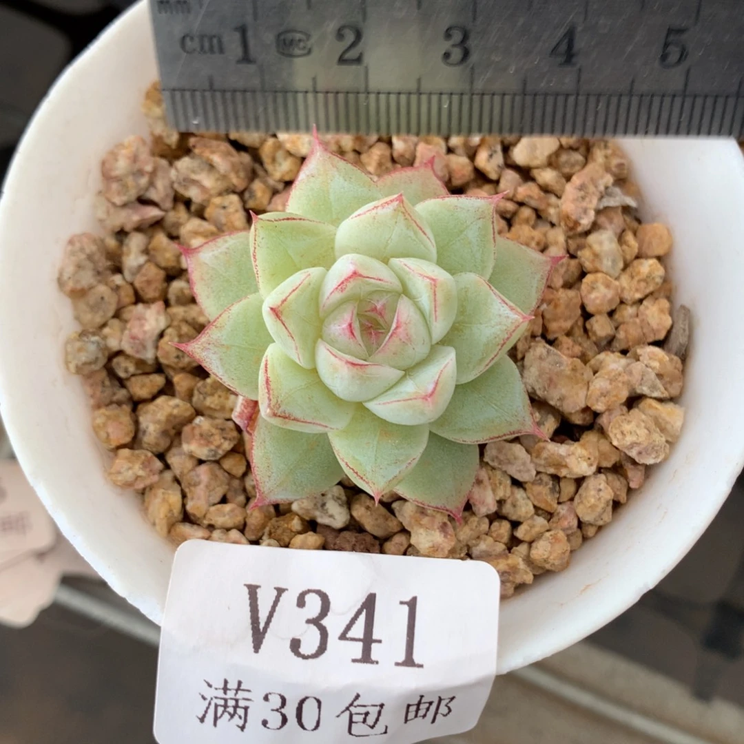 341。优选女王。孤品。