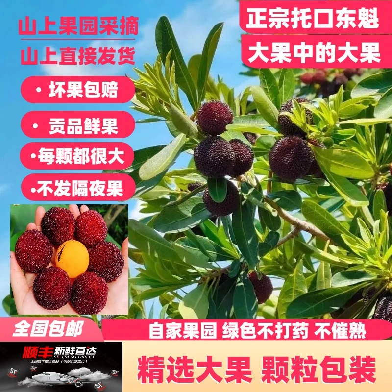 顺丰空运（特级大果）新鲜托口东魁大杨梅现摘顺丰冷链包邮送货上门