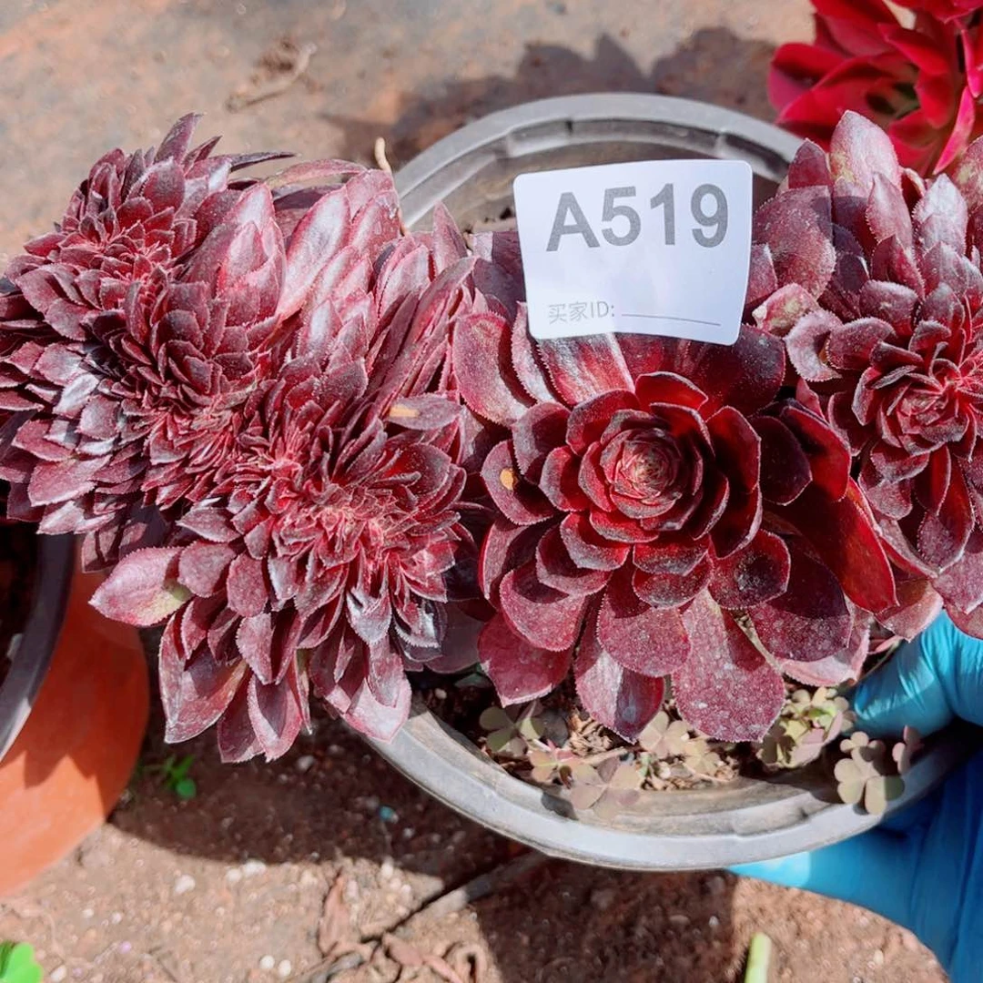 多肉植物519花花公子