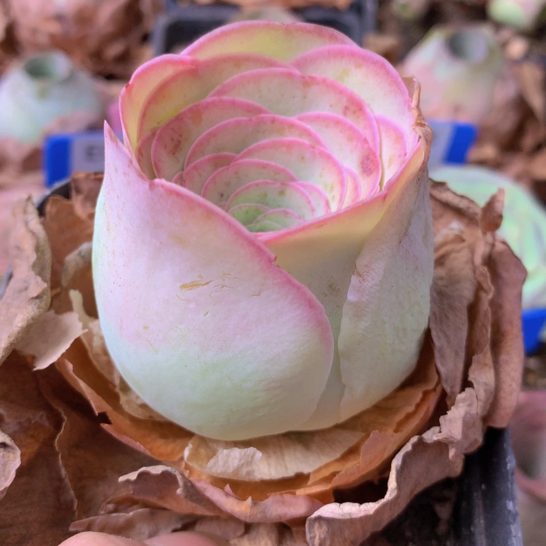 一物一拍星辰福利005