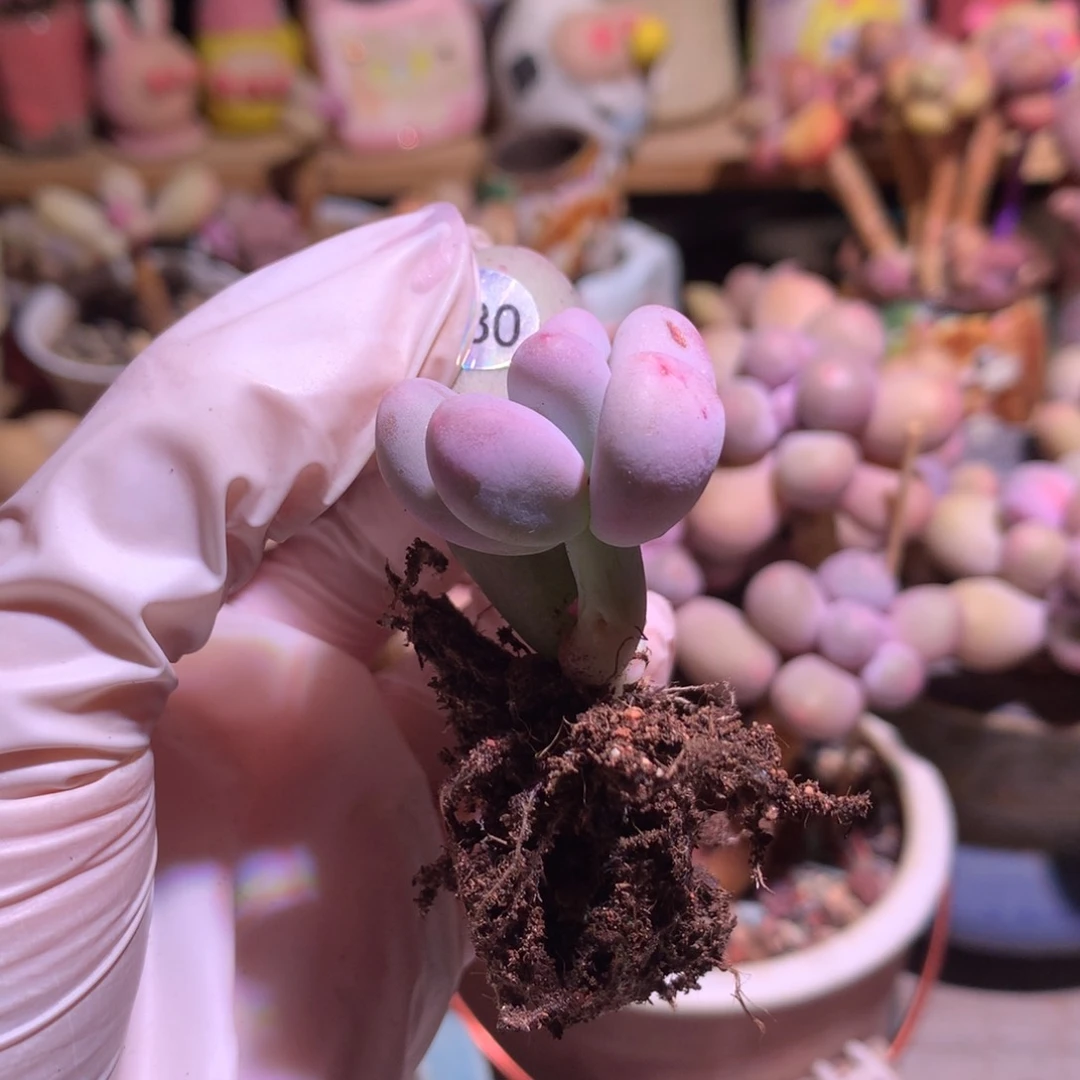 980 米可奶酪多肉。