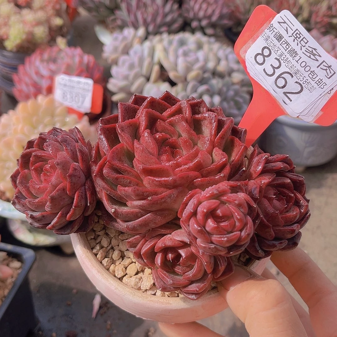 8362摩卡。         多肉植物
