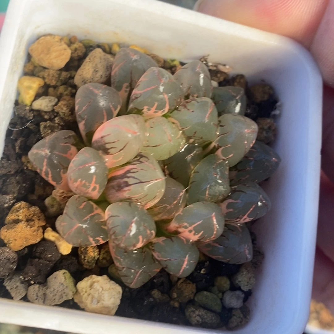 一颗实生玉露锦 开播福利