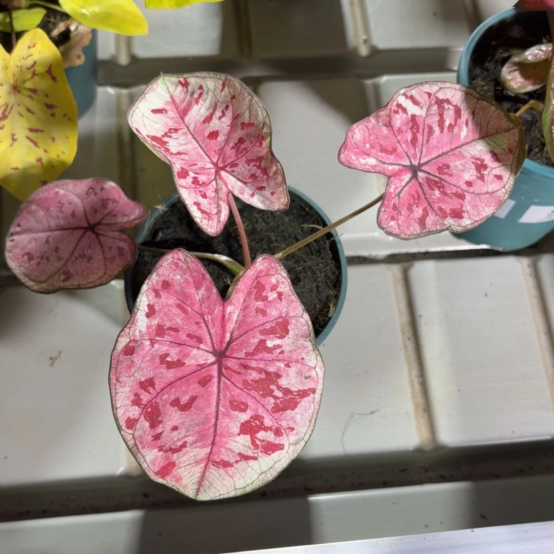 泰版草莓心68-1213